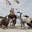 thumbs/Seabirdsanc_42242608.jpg